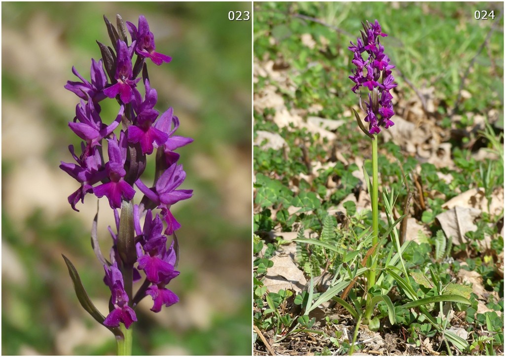 Dactylorhiza romana in una splendida variabilit - provincia di Caserta marzo 2019